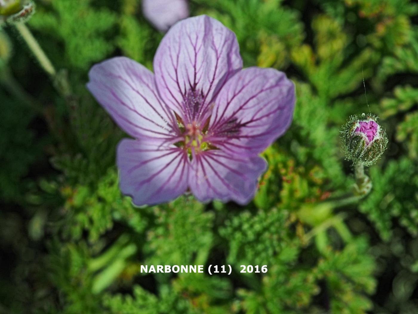 Storksbill flower